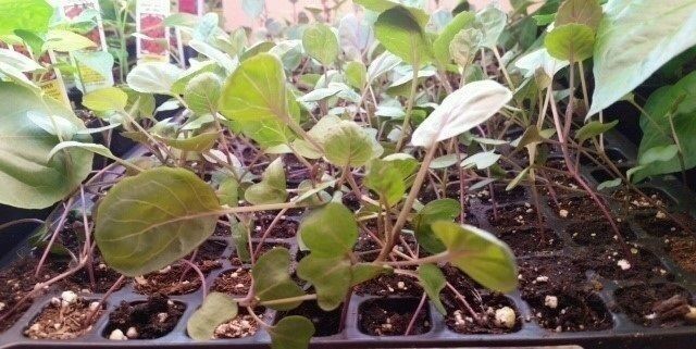 300 Seeds BRUSSELS Sprouts Long Island Improved Healthy Cold Hardy! Prolific