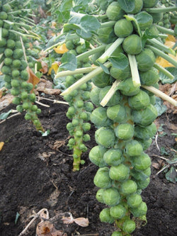 300 Seeds BRUSSELS Sprouts Long Island Improved Healthy Cold Hardy! Prolific