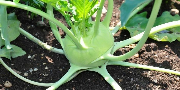 300 Seeds Early White Vienna Kohlrabi Creamy White Tender & Mild Heirloom Fresh