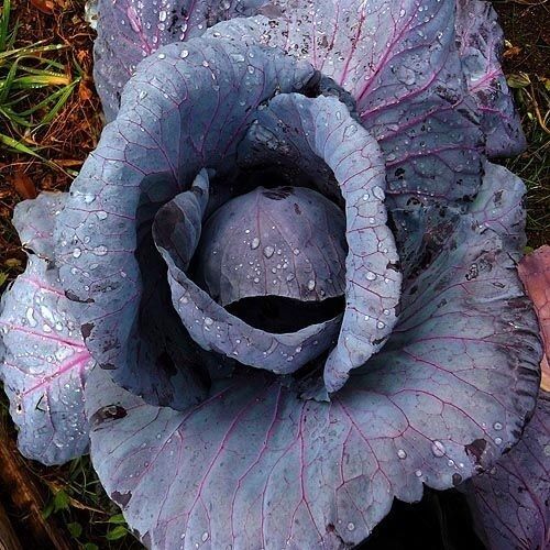 300 seeds Red Acre Cabbage Heirloom purple tender healthy Leaves Early Free Ship