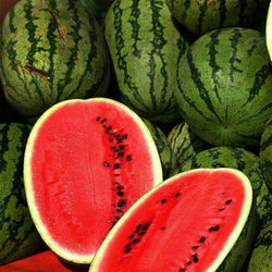 100 Seeds JUBILEE Watermelon Heirloom Red good shipper vegetable Big 30 pounds