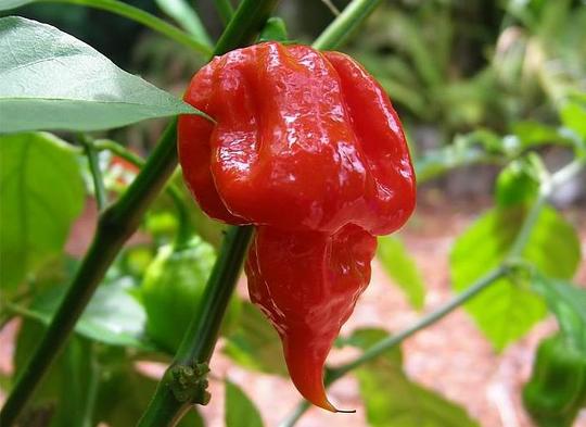 25 Seeds Trinidad Scorpion BUTCH T Worlds Hottest! WHOLESALE PRICE RARE Pepper