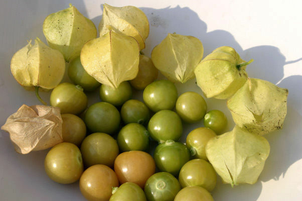 400 seeds Ground Cherry aka Strawberry Husk Tomato Physalis Pruinosa Tomatillo