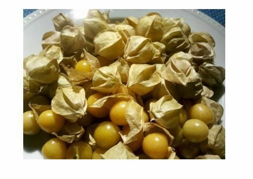 400 seeds Ground Cherry aka Strawberry Husk Tomato Physalis Pruinosa Tomatillo