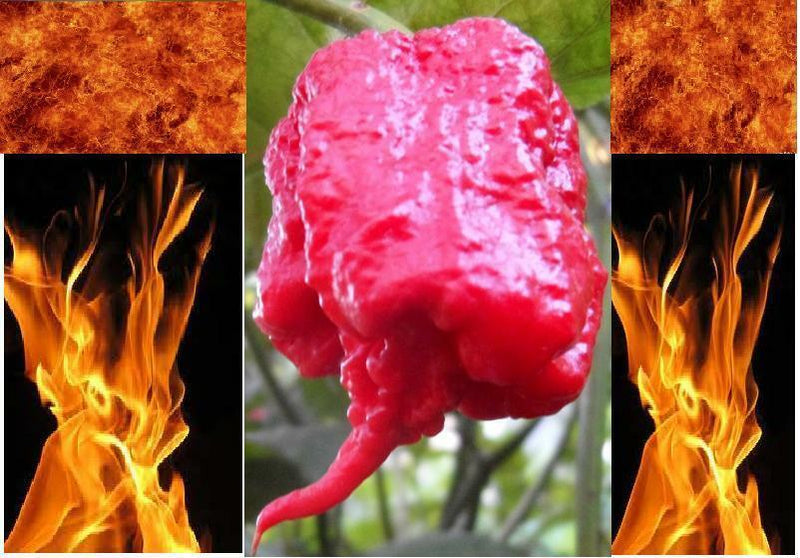 5 Carolina Reaper Seeds HP22B Hottest pepper on Earth! World Record Extreme HOT
