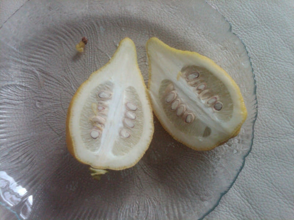 5 Citron Citrus Medica Etrog Esrog Rare Exotic Fruit Seeds Unique Religious