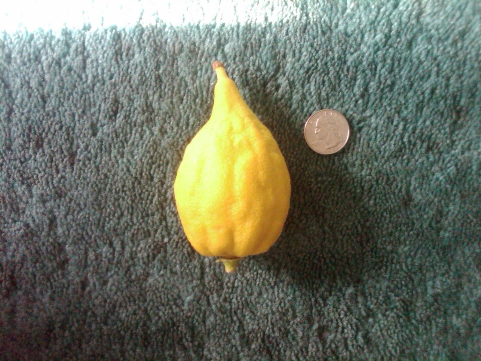 5 Citron Citrus Medica Etrog Esrog Rare Exotic Fruit Seeds Unique Religious