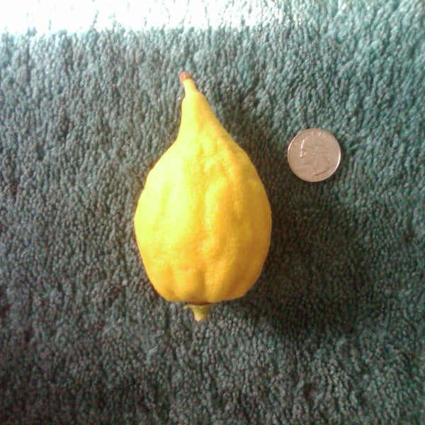 Etrog Citron- 1 Pound (1-2 ct.)