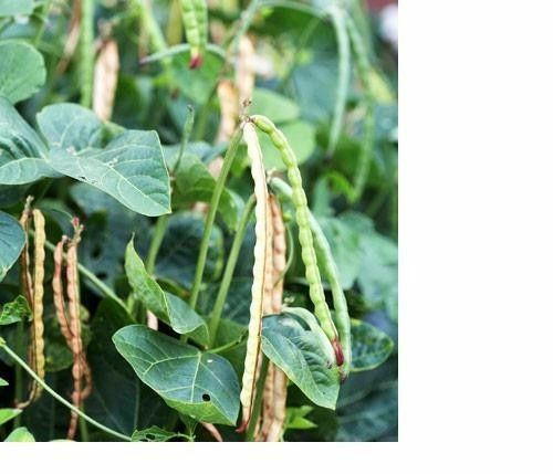 50 BLACKEYE PEA Black Eye Eyed Southern Cow Peas Seeds California Fresh Beans