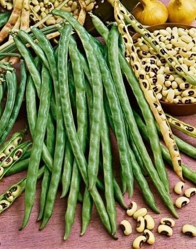 50 BLACKEYE PEA Black Eye Eyed Southern Cow Peas Seeds California Fresh Beans