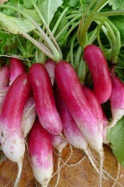 50 Seeds French Breakfast Radish Heirloom long delicious garden only 30 days!