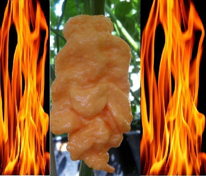 50 seeds Jays Peach Ghost Scorpion Bhut jolokia & Scorpion Hot pepper cross