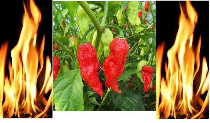 500 Red Bhut Jolokia Seeds Ghost Pepper Naga Jolokia HOT Chilli 900K-1.1M+ SHUS