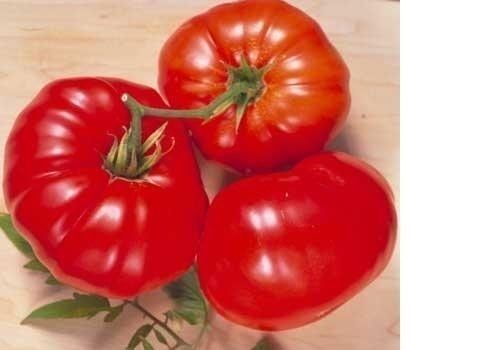 Brandywine RED Tomato 30 -5000 Seeds Heirloom Open Pollinated fresh Non-GMO Big