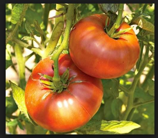 Brandywine RED Tomato 30 -5000 Seeds Heirloom Open Pollinated fresh Non-GMO Big