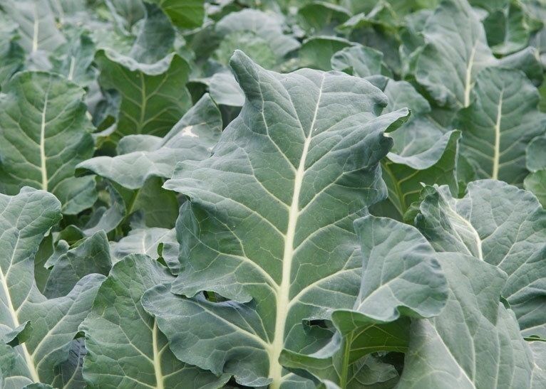 500 Seeds Collards Vates Heirloom Delicious Green Great for Salads Fry NON-GMO