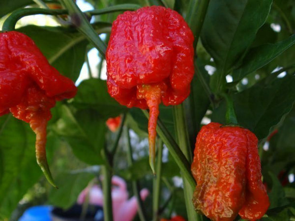 500 Seeds Trinidad 7 Pod (7 Pot) PRIMO Rare Hottest Pepper World Record EXTREME!