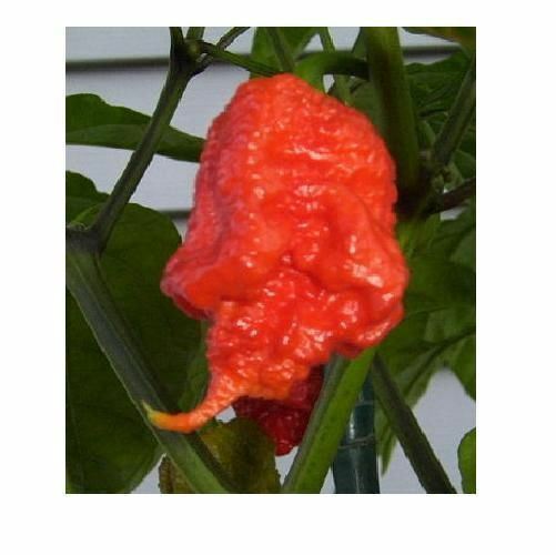 500 Seeds Trinidad 7 Pod (7 Pot) PRIMO Rare Hottest Pepper World Record EXTREME!