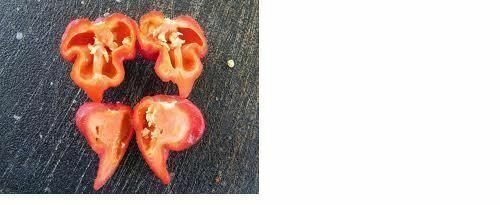 500 Seeds Trinidad Scorpion BUTCH T Worlds Hottest! WHOLESALE PRICE RARE Pepper