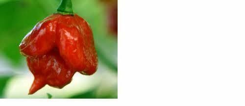 500 Seeds Trinidad Scorpion BUTCH T Worlds Hottest! WHOLESALE PRICE RARE Pepper