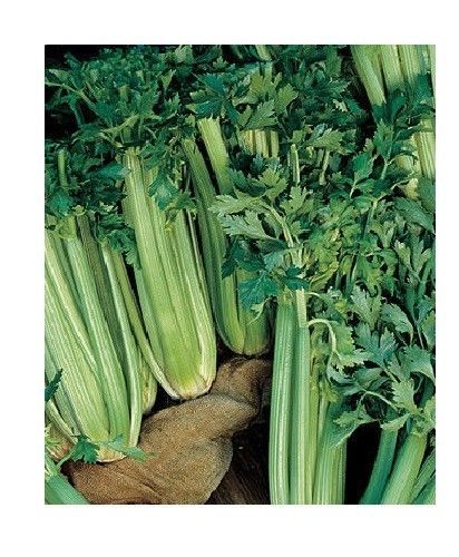 3 Live 4-7" inch Seedlings Tall Utah 52-70 CELERY Improved Crispy Non-GMO