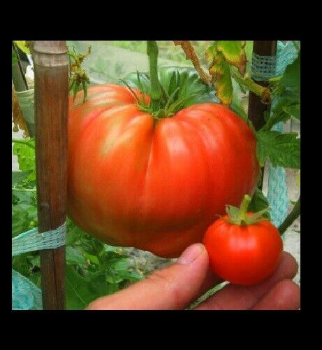 3 (6) Live 4 - 7" inch Seedlings GIANT Delicious Tomato WORLD RECORD 7 LBS 12 OZ!