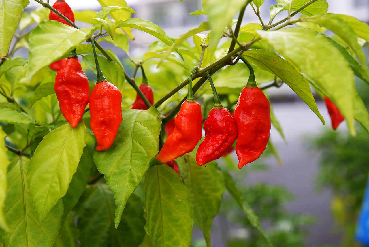 500 Red Bhut Jolokia Seeds Ghost Pepper Naga Jolokia HOT Chilli 900K-1.1M+ SHUS