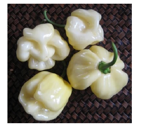 Trinidad 7 Pot (pod) WHITE 10 Seeds very rare Hot pepper Extreme Spice Heirloom