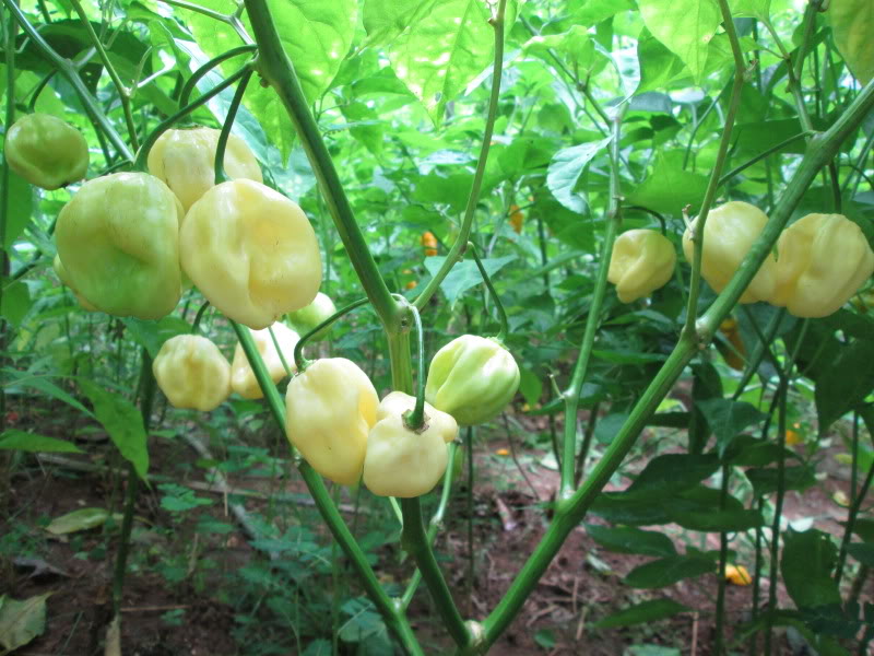 Trinidad 7 Pot (pod) WHITE 10 Seeds very rare Hot pepper Extreme Spice Heirloom