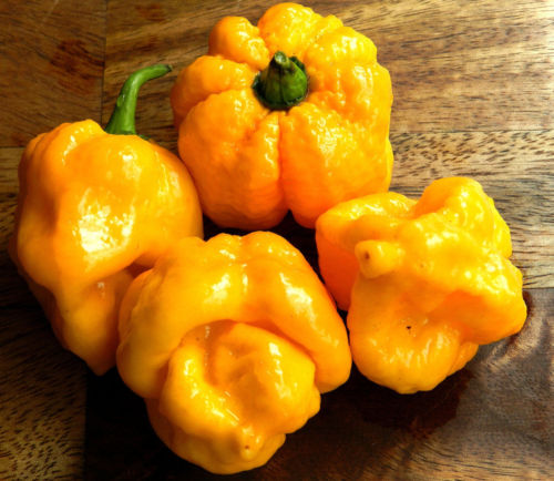 25 seeds Trinidad 7 POD (Pot) Yellow chili Superhot pepper world record rare