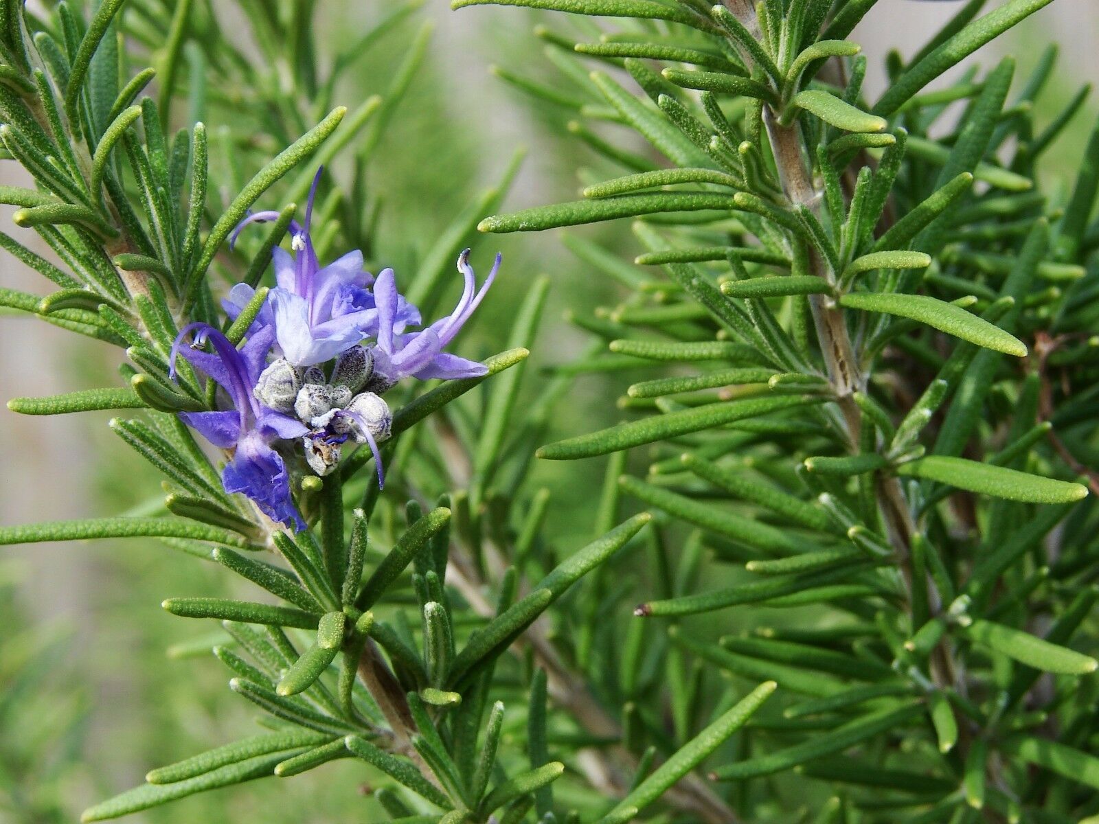 8 Oz ROSEMARY Seeds approx 200,000 seeds Herbs scent vegetable Heirloom Garden