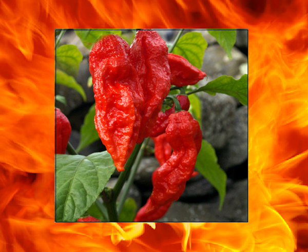 8.5 Grams Red smoked Ghost pepper Bhut Jolokia Powder sample chile hot spice