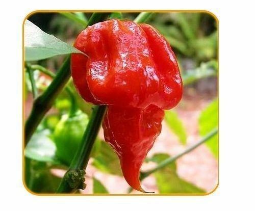 8.5 Grams Trinidad Scorpion Butch T chili powder Extremely HOT pepper spice RARE