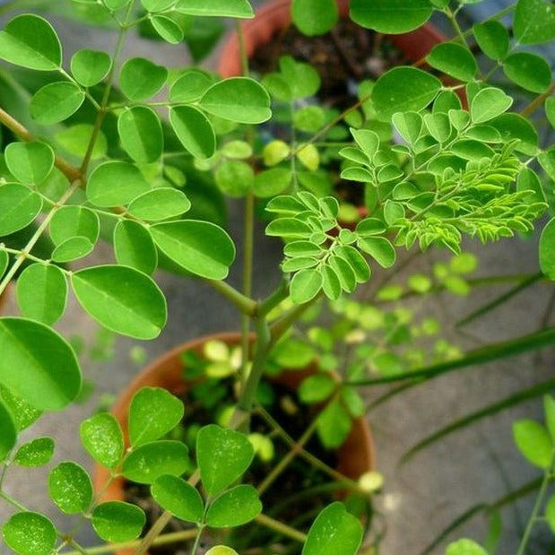 PRE ORDER 3 Live 7 - 12" inch Seedlings Moringa Oleifera Trees SUPERFOOD! Drumstick Health