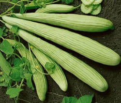 Armenian Yard-Long Cucumber 30 - 500 Seeds Snake Melon Burpless Heirloom Rare