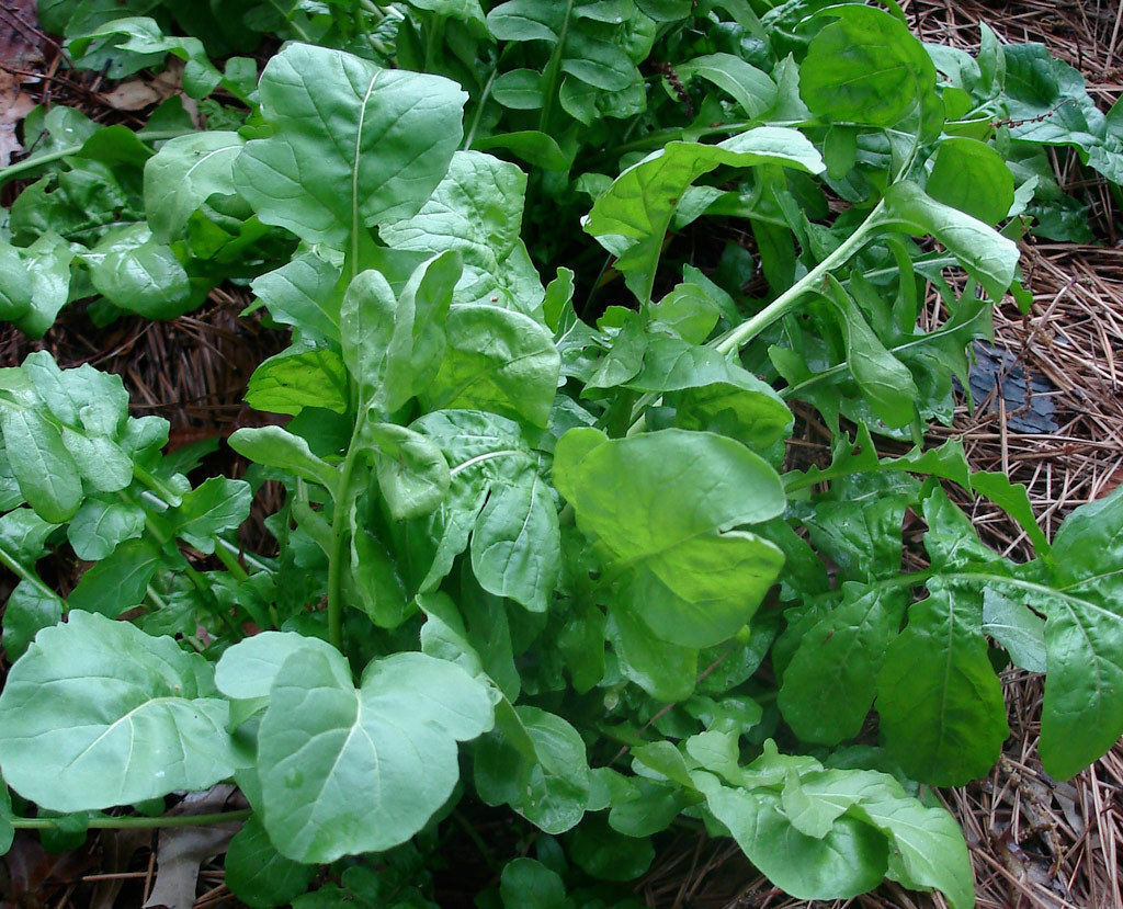 Arugula, Roquette - Morgan County Seeds