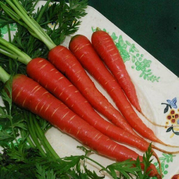 Atomic Red Carrot 300 - 4,000 Seeds Beautiful color High content Lypocene! RARE
