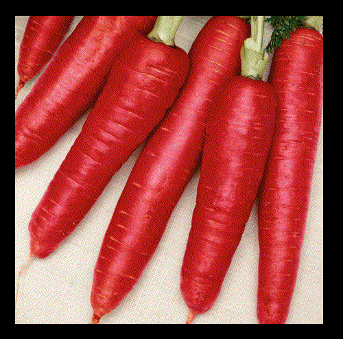 Atomic Red Carrot 300 - 4,000 Seeds Beautiful color High content Lypocene! RARE