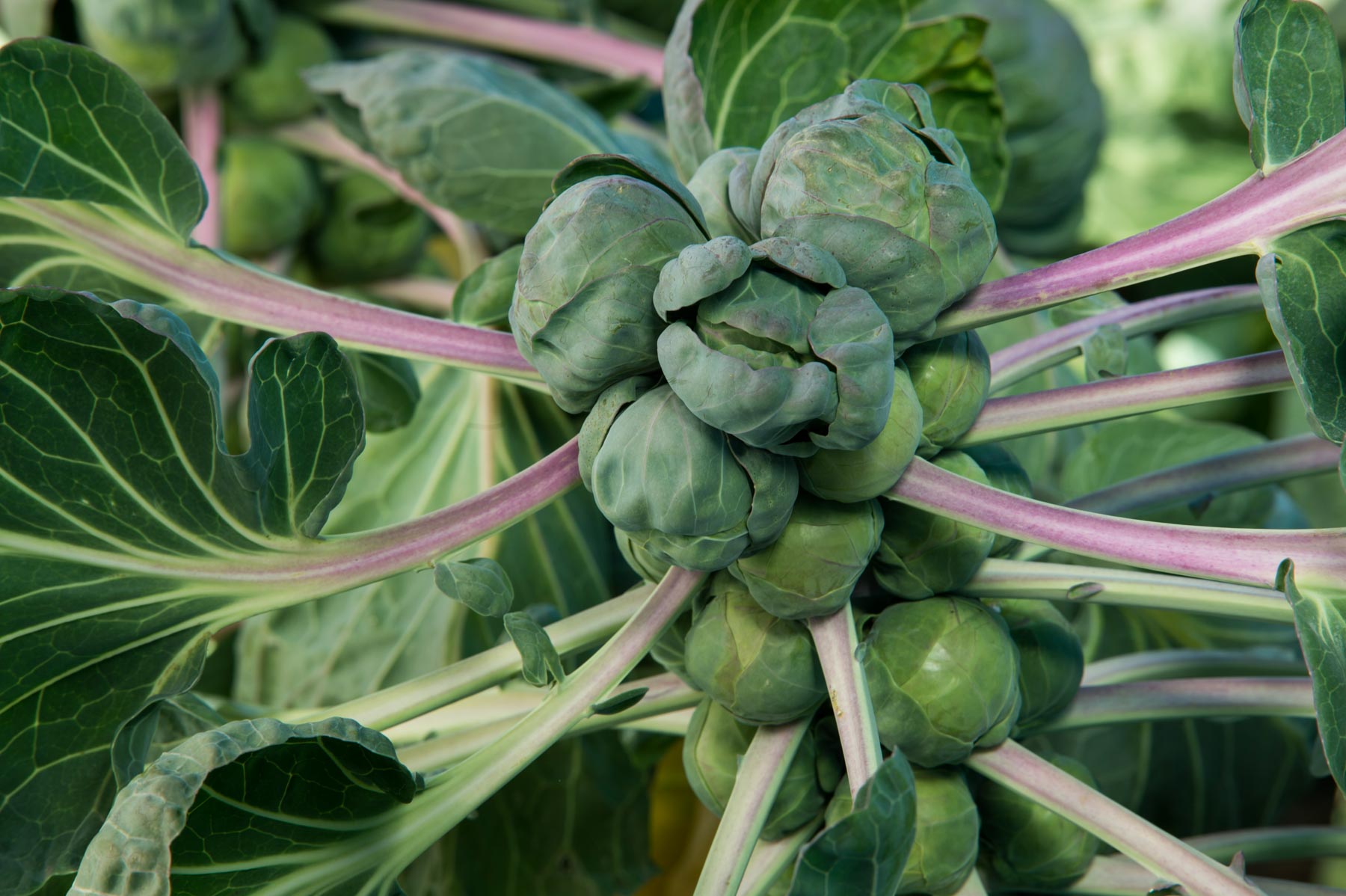 3 Live 4 – 7″ inch Seedlings BRUSSELS Sprouts Long Island Improved Healthy