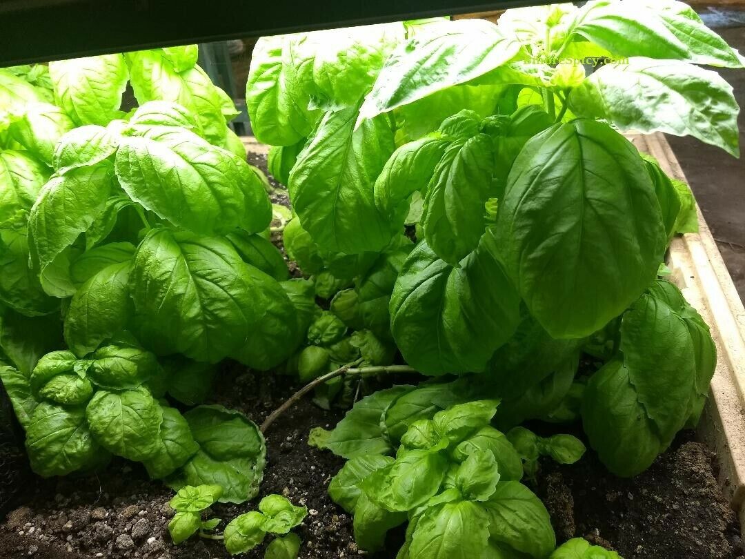 Basil Grandi Foglie Valentino Italian 100 - 8000 Seeds Gourmet Aroma Microgreens