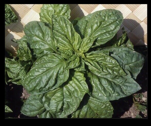 Basil Grandi Foglie Valentino Italian 100 - 8000 Seeds Gourmet Aroma Microgreens