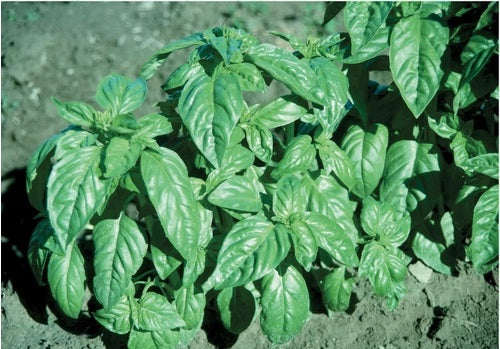 3 (6) Live 4 - 7" inch Seedlings Basil Large Leaf Italian Aromatic fresh Pesto!
