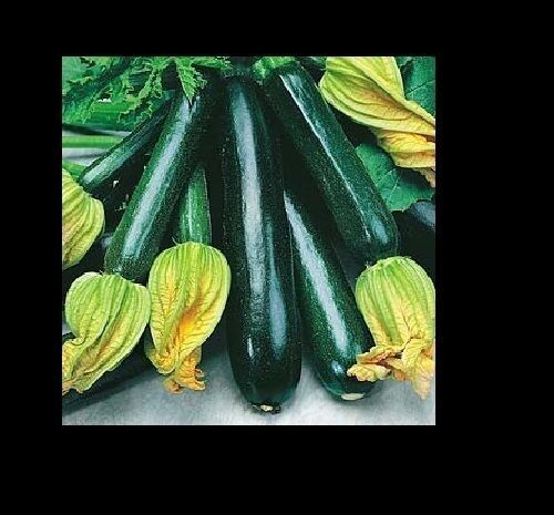 Black Beauty Zucchini Summer Squash 20 Seeds Heirloom Prolific Spineless Green