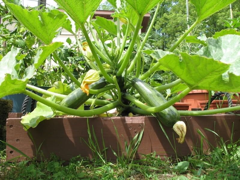 Black Beauty Zucchini Summer Squash 20 Seeds Heirloom Prolific Spineless Green