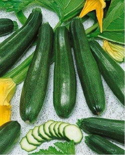 Black Beauty Zucchini Summer Squash 20 Seeds Heirloom Prolific Spineless Green