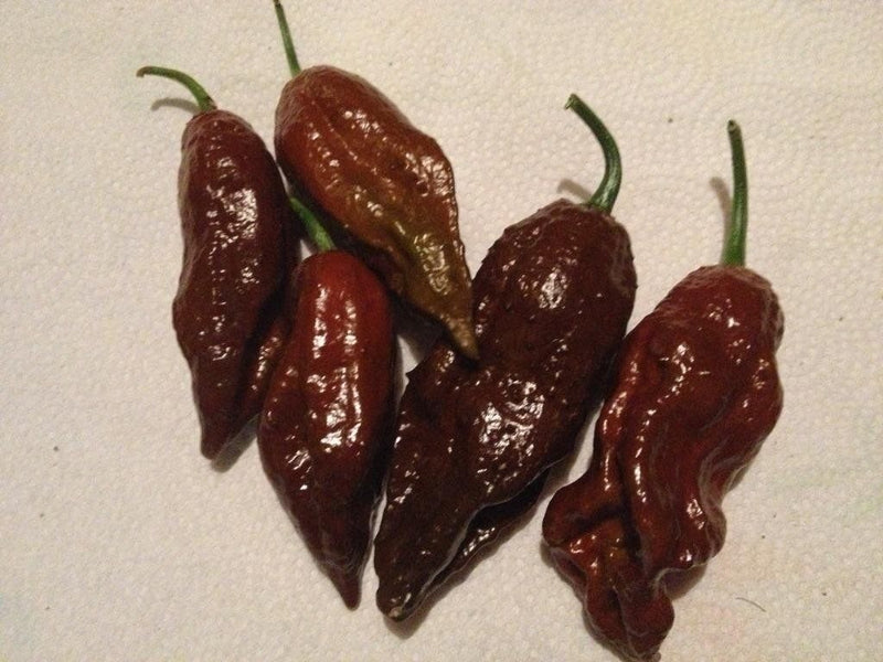 Black Naga Morich 15 Seeds Heirloom Hot Chocolate chili pepper extreme Rare