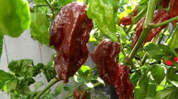 Black Naga Morich 15 Seeds Heirloom Hot Chocolate chili pepper extreme Rare