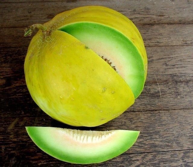 Boule D'or Melon AKA Golden Perfection Rare 20 Seeds Beautiful Non-GMO Heirloom