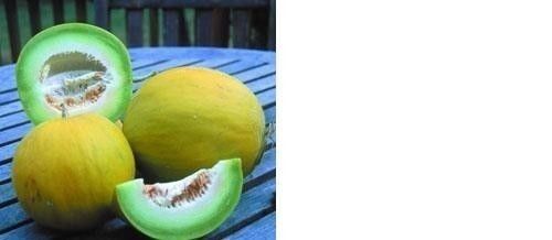 Boule D'or Melon AKA Golden Perfection Rare 20 Seeds Beautiful Non-GMO Heirloom