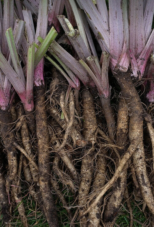 Burdock Takinogawa 10 -200 Seeds Edible Gobo Kimpira 3-4' Roots